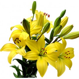 Желтые лилии от 9 штук