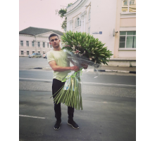 51 розовая лилия