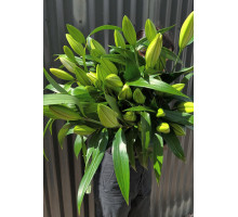 Белые лилии поштучно от 5 штук