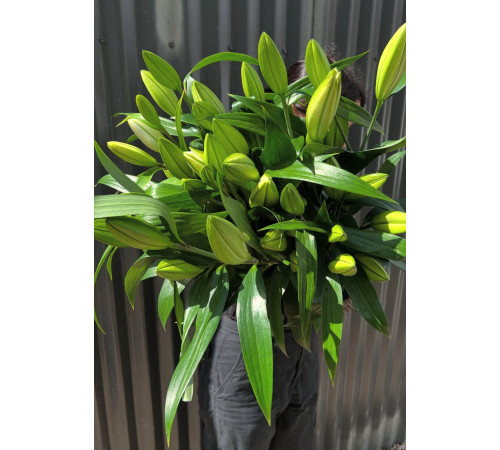 Белые лилии поштучно от 5 штук