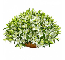 Сюрприз для любимой