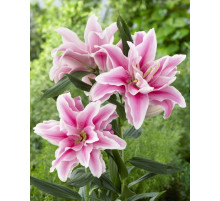 Розовые лилии от 5 штук