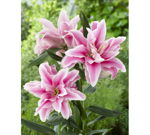 Розовые лилии от 5 штук