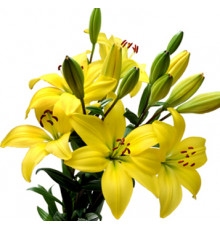 Желтые лилии от 9 штук