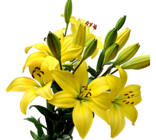 Желтые лилии от 9 штук