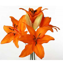 Оранжевые лилии поштучно от 9 штук