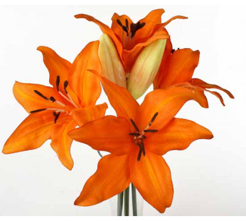 Оранжевые лилии поштучно от 9 штук