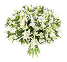 51 белая лилия