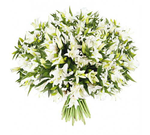 51 белая лилия