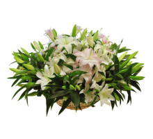 Парижские тайны